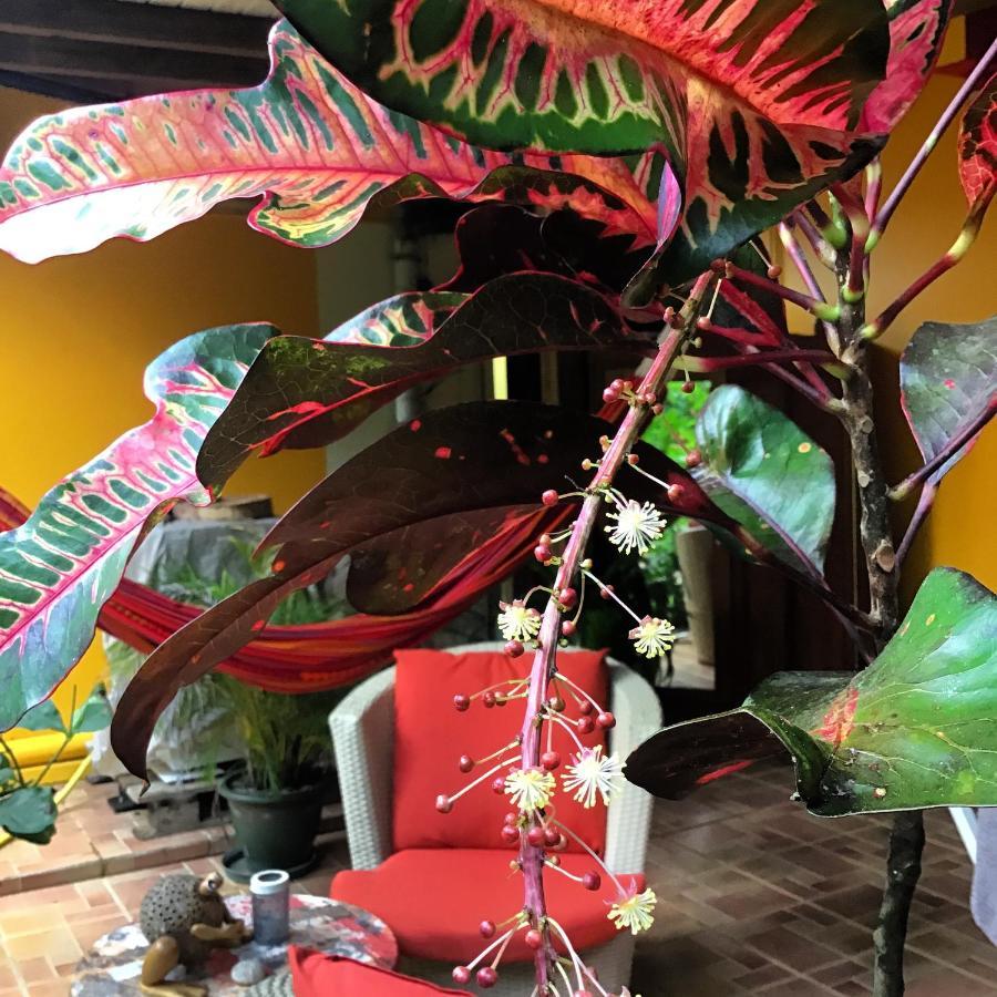 L'Ecomusee Creole De La Guadeloupe Сент-Роз Екстериор снимка