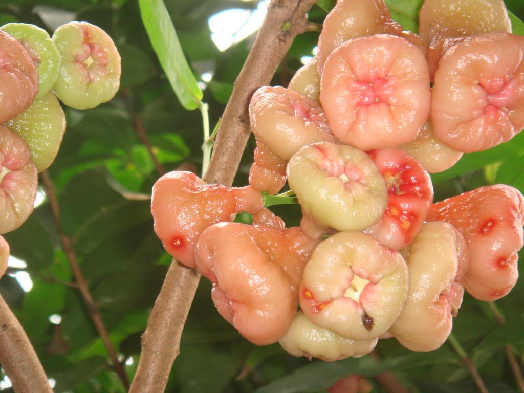 L'Ecomusee Creole De La Guadeloupe Сент-Роз Екстериор снимка