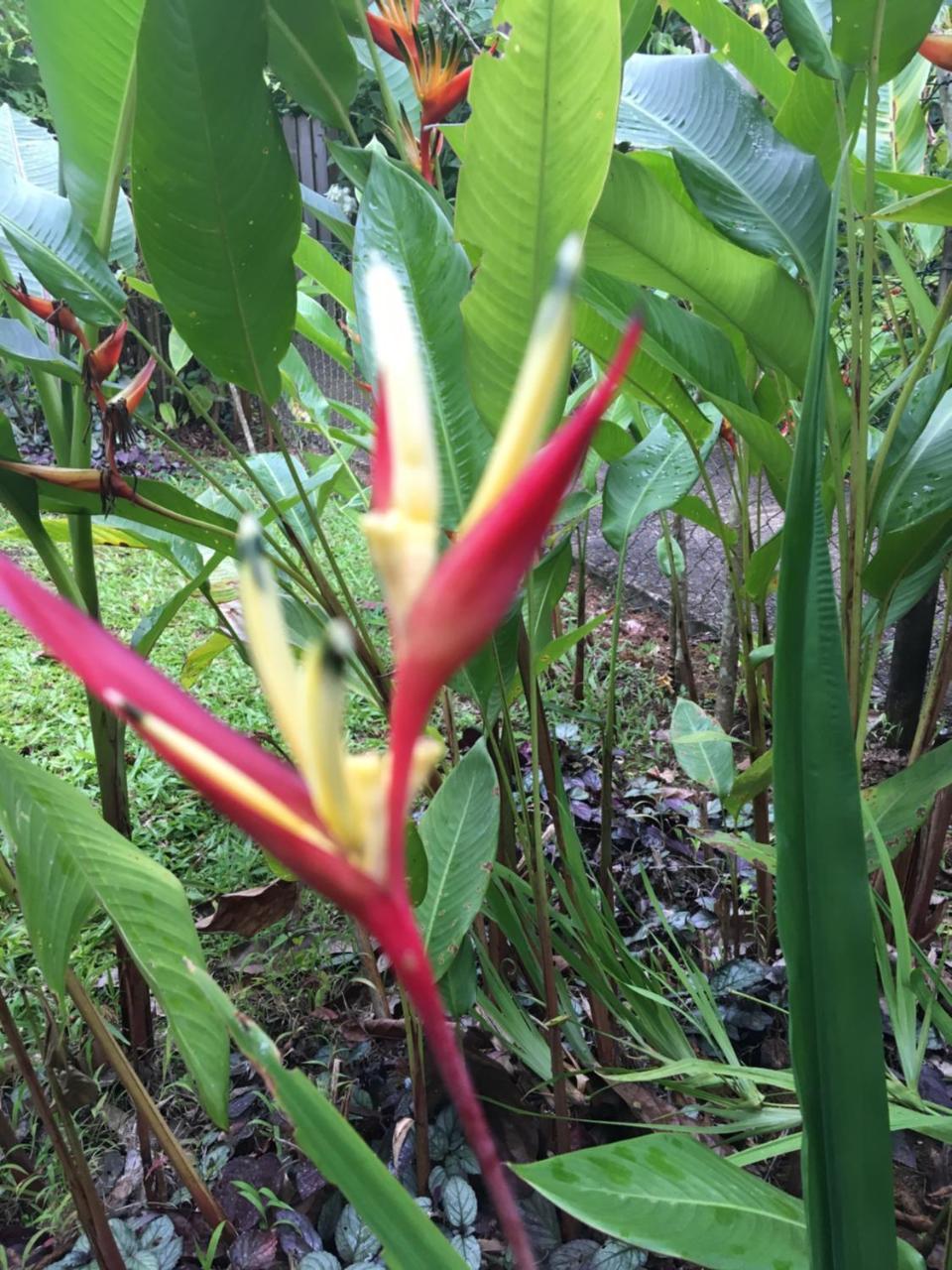 L'Ecomusee Creole De La Guadeloupe Сент-Роз Екстериор снимка